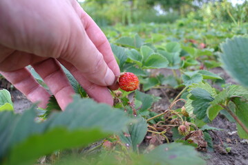 Strawberries in the garden, natural products in the natural environment.