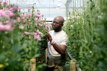 Waist up portrait of young Black man caring for flowers in glass greenhouse, copy space