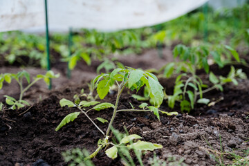 Tomato plants can improve garden soil and enhance the beauty of the agricultural landscape, complementing other plants with vibrancy. They thrive as terrestrial flowering plants in the soil