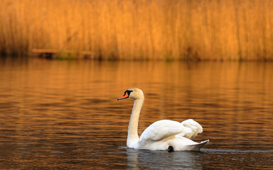 Łabędź niemy pływający wiosna zalew zachód słońca © Tomek Górski