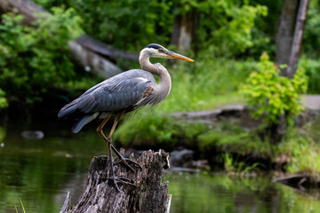 Great blue heron (Ardea herodias) fishing
