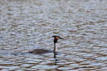 Perkoz dwuczuby ptak pływający po stawie wiosną o zachodzie słońca