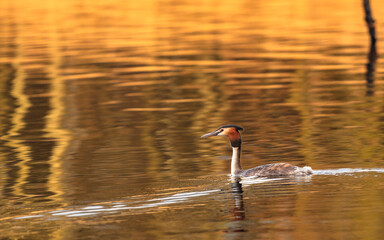 Perkoz dwuczuby ptak pływający po stawie wiosną o zachodzie słońca © Tomek Górski