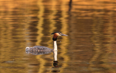 Perkoz dwuczuby ptak pływający po stawie wiosną o zachodzie słońca © Tomek Górski