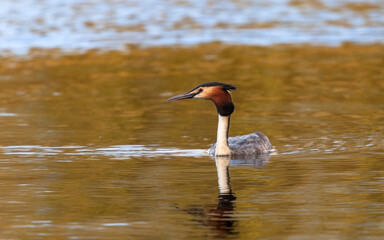 Perkoz dwuczuby ptak pływający po stawie wiosną o zachodzie słońca © Tomek Górski