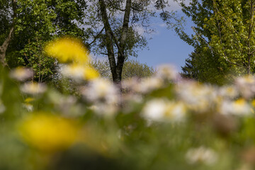 Beautiful wild yellow dandelions in the green grass in spring