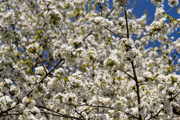 large inflorescences of white cherry blossoms in spring