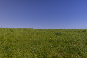 Fototapeta premium green grass growing on a hill in spring