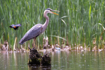 Great blue heron (Ardea herodias) fishing