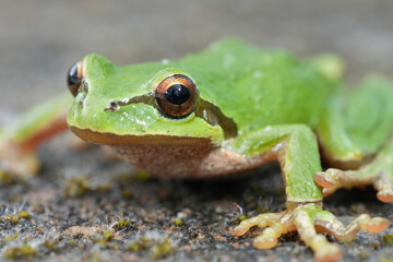 Closeup on a green Pacific tree or chorus frog, Pseudacris regilla from Oregon, USA