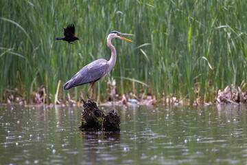 Red-winged Blackbird attacking Great Blue Heron