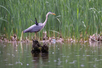 Red-winged Blackbird attacking Great Blue Heron