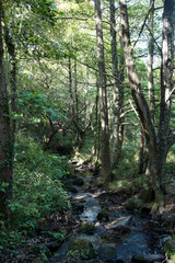 a stream in a deciduous forest in France near a tidal beach