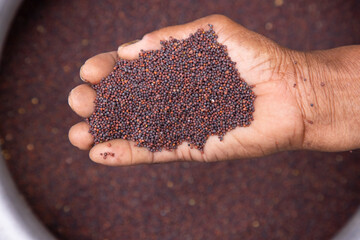 Farmer hand-holding dry grains mustard seeds. oil seeds, and spice ingredients. Selective Focus
