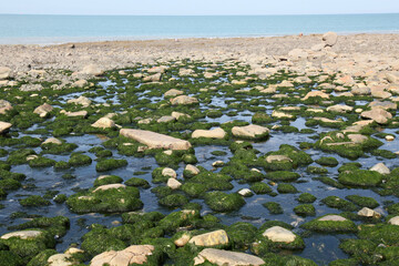 rocks covered with seaweed on a tidal beach in France, sea in the background