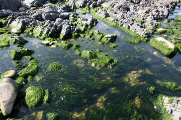 stones heavily overgrown with green algae in a stream