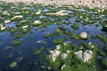 stones heavily overgrown with green algae in a stream