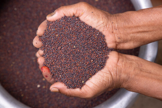 Farmer hand-holding dry grains mustard seeds. oil seeds, and spice ingredients. Selective Focus