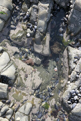 coastal rocks with many shells, background