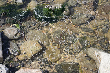 rocky shore and slightly foamy water, background