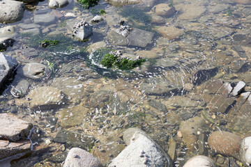rocky shore and slightly foamy water, background
