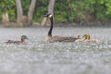  Canada goose (Branta canadensis) family