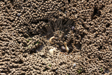 porous reef sea stone with indentations, macro, background