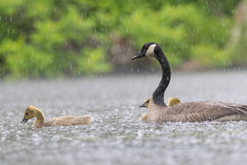  Canada goose (Branta canadensis) family