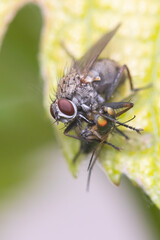 Macro shot of Adia cinerella fly with prey, long-legged flie