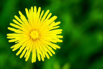 Obraz premium Top view of perfect round yellow dandelion flower on natural blurred green background, copy space