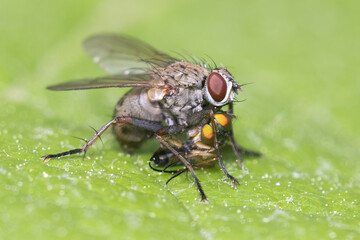 Macro shot of Adia cinerella fly with prey, long-legged flie
