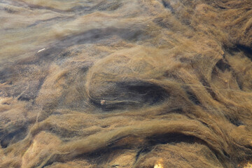 brown algae among stones like hair in a stream, background