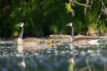  Canada goose (Branta canadensis) family