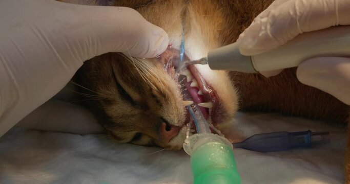 A veterinarian professionally cleans a cat teeth using an ultrasonic tartar remover. Taking care of dental health. A visit to the veterinarian to sanitize the cat oral cavity.