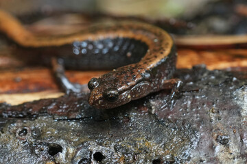 Closeup on a Western Red-backed , Plethodon vehiculum, Oregon , Pacific West coast