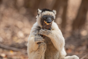 Sifaka lemur Propithecus verreauxi, Madagascar nature