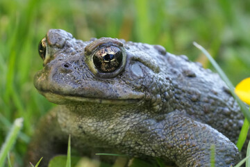 Closeup on an adult Western toad, Anaxyrus or Bufo boreas sitting on the grass