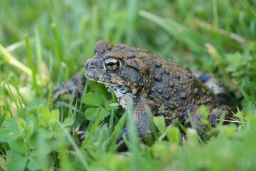 Closeup on an adult Western toad, Anaxyrus or Bufo boreas sitting on the grass