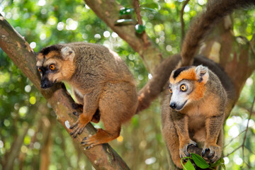 Crowned lemur Eulemur Coronatus, endemic animal