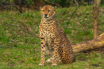 cheetah resting on green grass, very close eye contact.