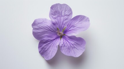 Obraz premium Beautiful small purple flower on a white backdrop