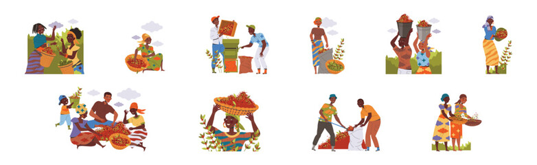 People Character Harvesting Coffee Picking Fresh Fruit in Basket Vector Set