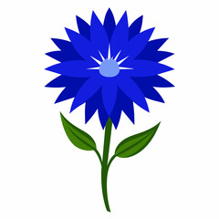 Blue cornflower vector illustration on white background