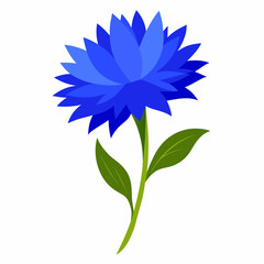Blue cornflower vector illustration on white background