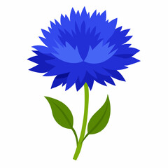 Blue cornflower vector illustration on white background