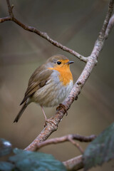 Red Robin garden bird