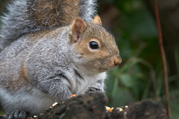 Grey squirrel cute face