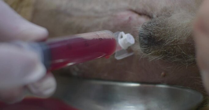 The veterinarian draws fluid from the pet's abdominal cavity into a syringe. A dog with ascites was brought to the veterinarian. The veterinarian drains fluid from the pet's abdomen.