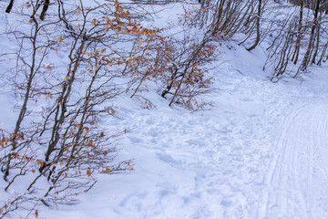 snowy winter in the forest