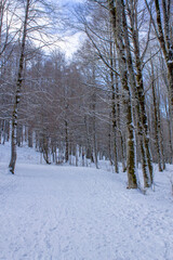 snowy winter in the forest